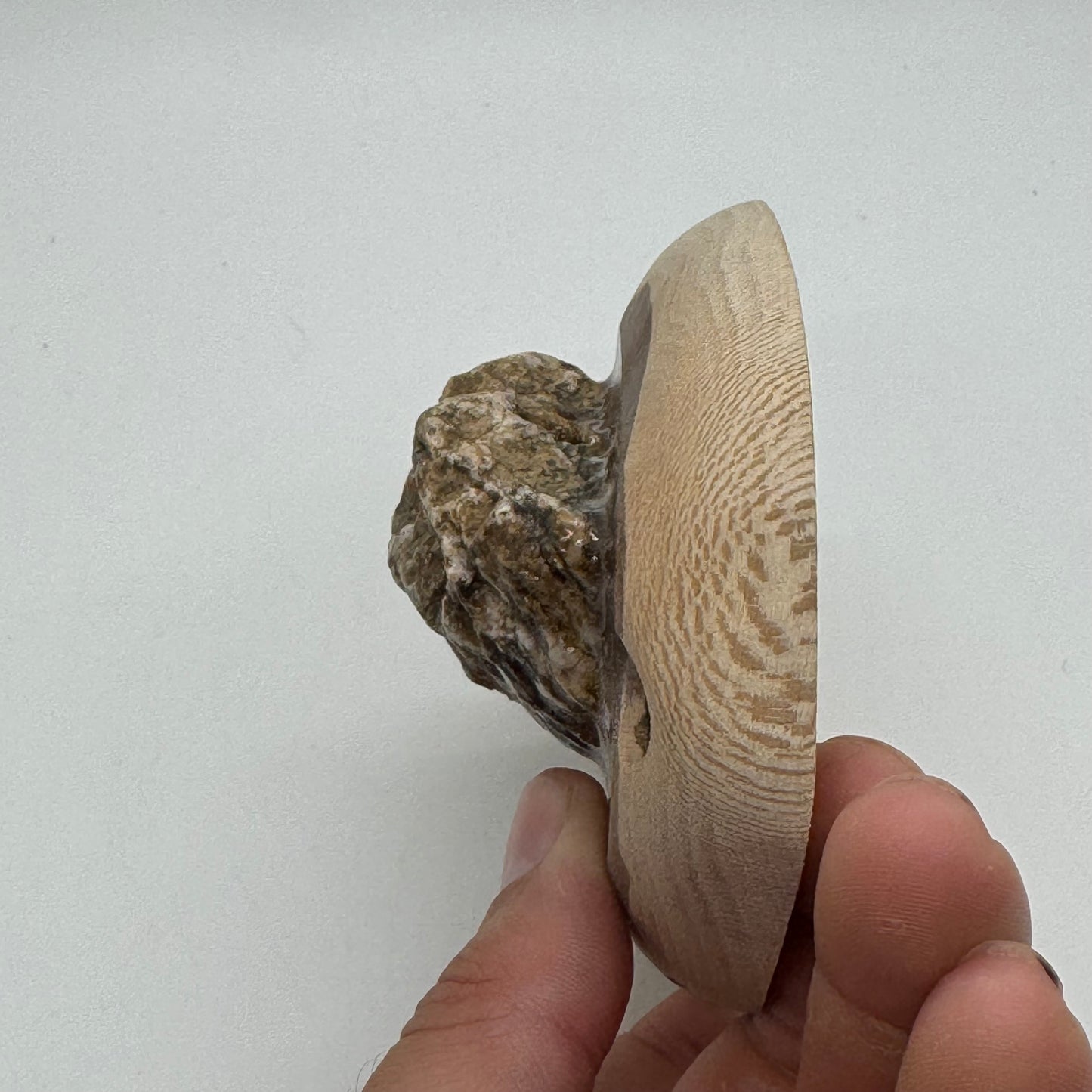 22mm 15° incut Granite Crimp - Real Rock Hold