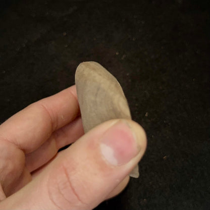 20mm 50° Natural Edge incut Crimp - Wood Climbing Hold